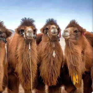 mYak Baby Camel - Gobi